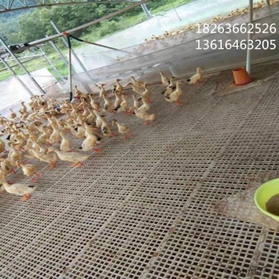 山東中興鴨用漏糞網床 鴨場飲水區塑料糞板 鴨舍用塑料糞板