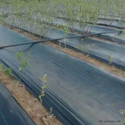 山東盛鵬除草布 黑色加厚農用抑草席地膜 抗老化園藝地布大棚果園塑料除草布