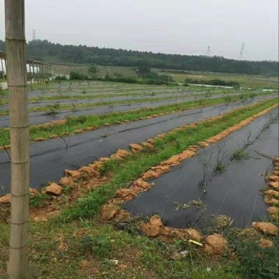 滁州打孔防草布_除草布_pp防草布_廠家定制生產