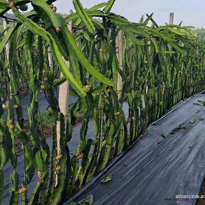 閬中火龍果防草布、果園防草布、除草布全國發貨