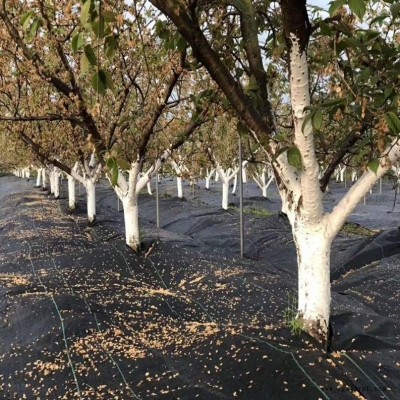 廠家銷售定做 黑色防草布 抗老化抗氧化除草布 90g防草布
