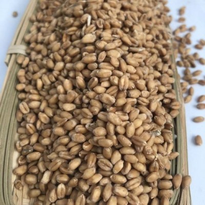 小麥飼料 廠家供應 小麥飼料原料 植物性飼料原料 量大價優